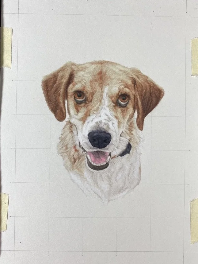 Pet Portrait: [Redacted] the Beagle Mix — Lauren's Petraits (And
